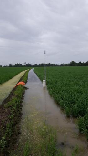 Levee Rice Water Level