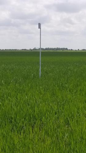 Row Rice Moisture